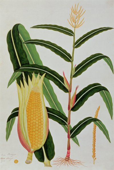 Jagong or Indian Corn, from Drawings of Plants from Malacca, c.1805-18 by Chinese School